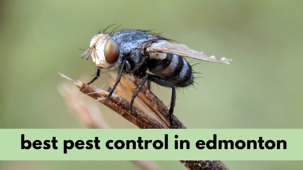 Best Pest Control in Edmonton