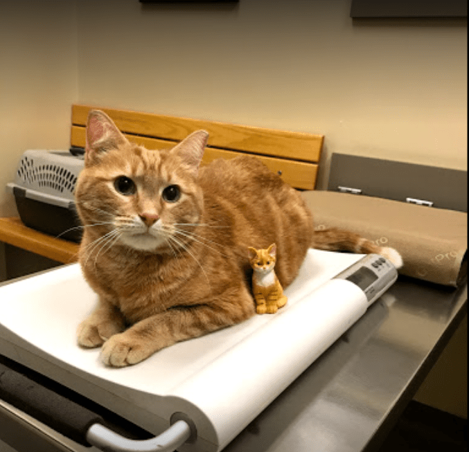 VCA Calgary Trail Hospital's Patient Cat