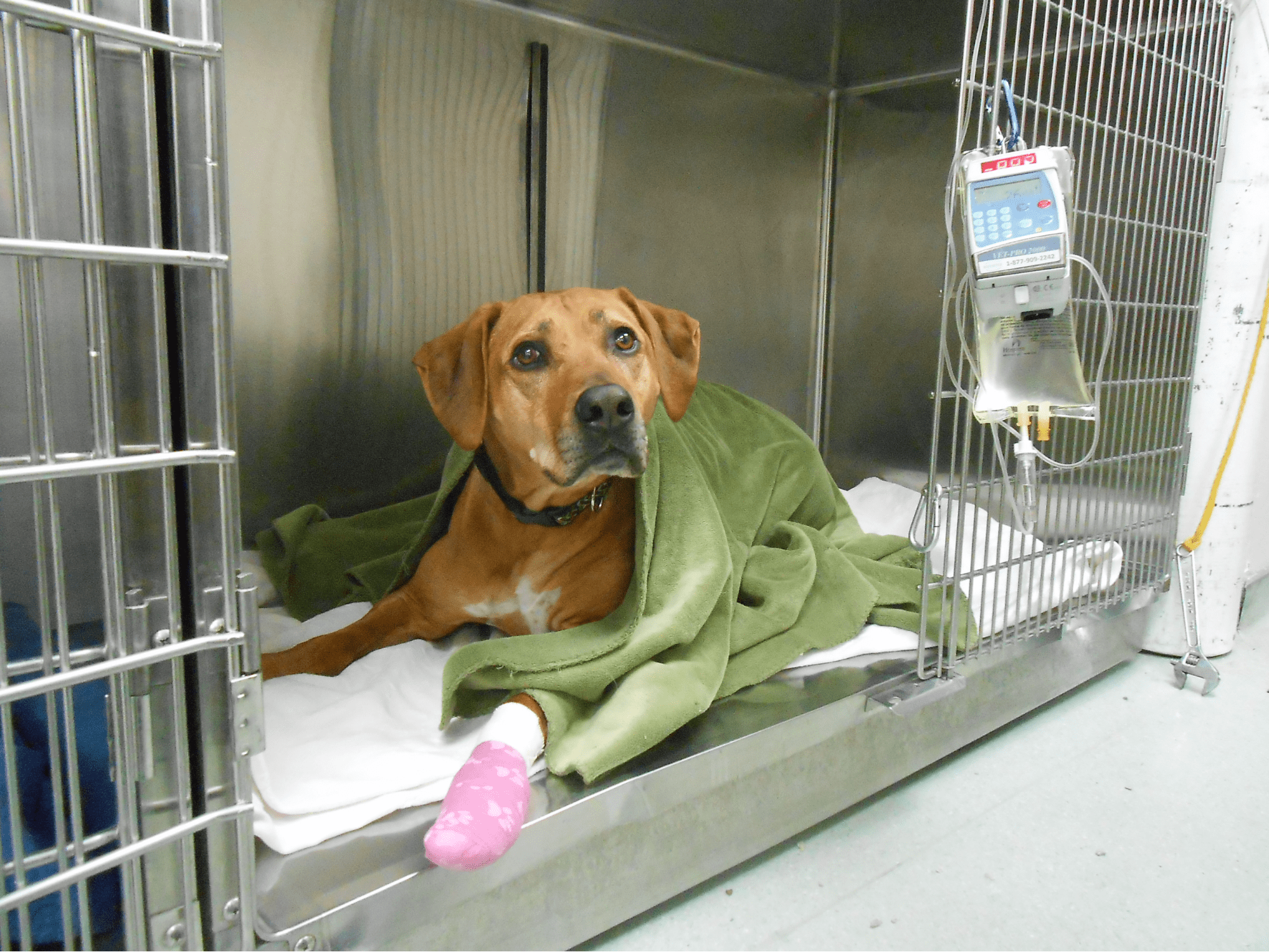 Crestwood Veterinary Centre's Patient Dog
