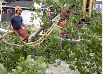 Alberta Arborists' Tree Cutting