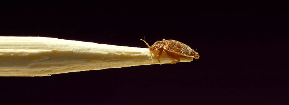 Edmonton Exterminators LTD.'s Featured Bug