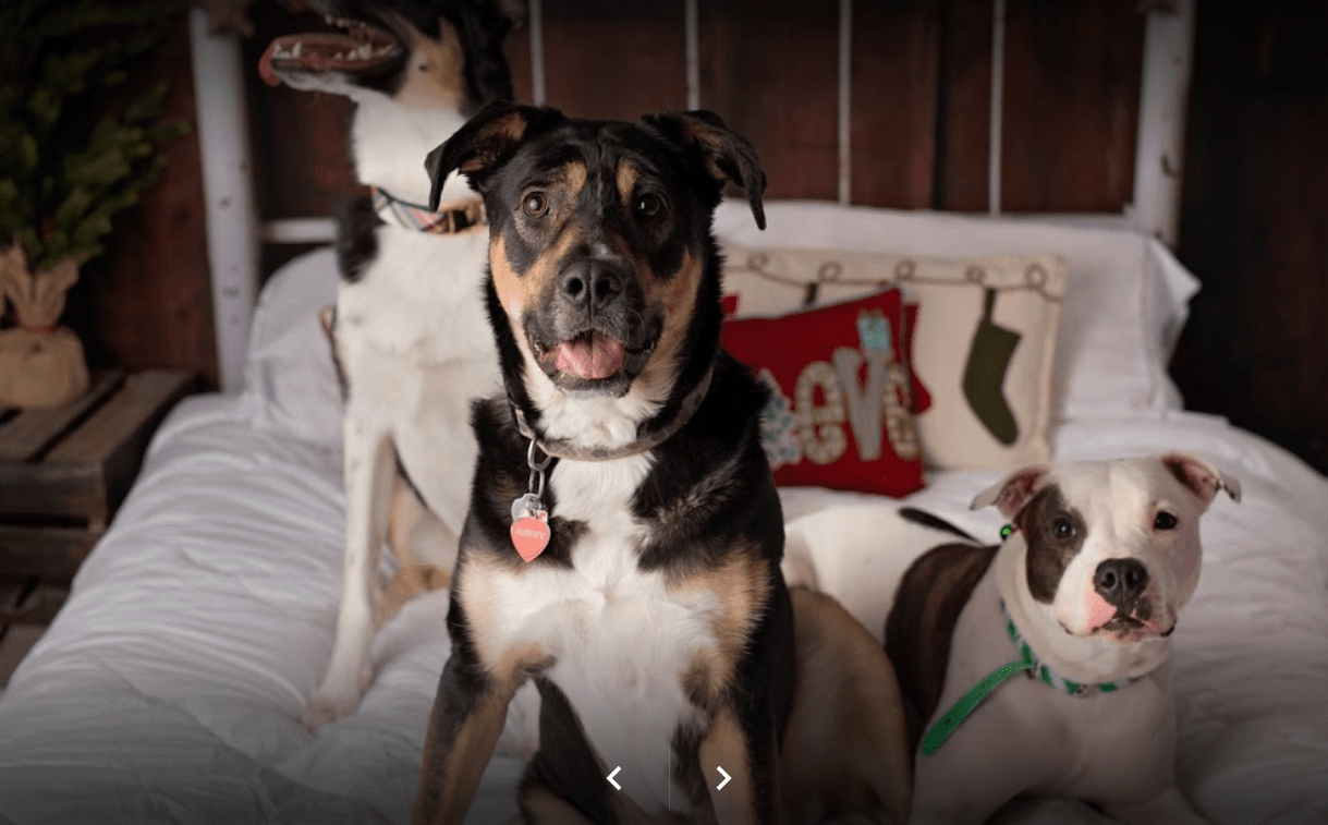 Oxford Pet Hospital's Dogs