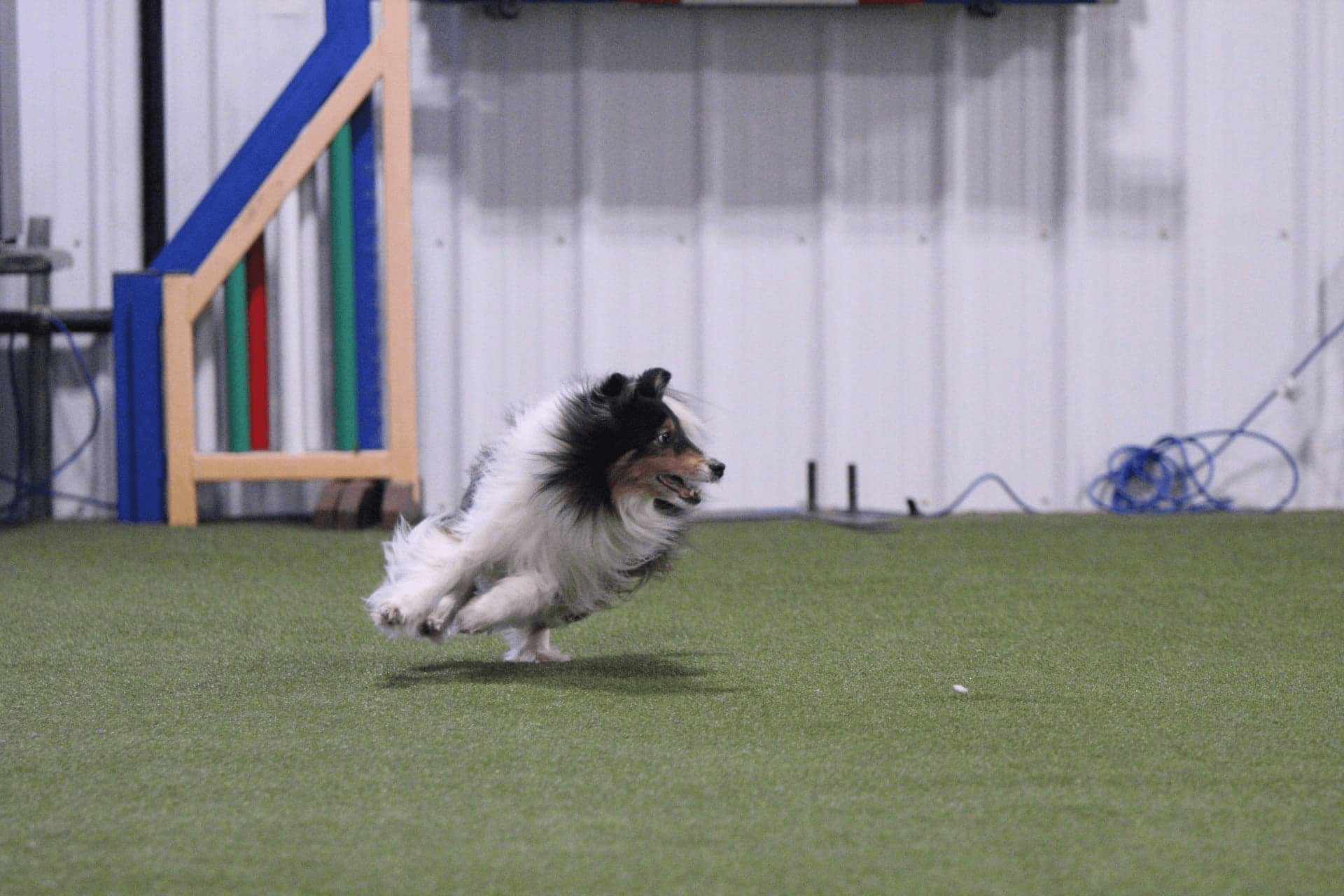 Good Boy Training