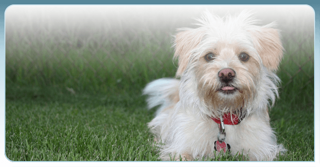 Sherwood Barks Dog Training