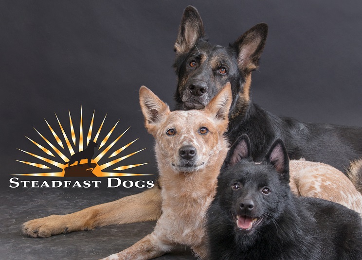 Steadfast Dogs
