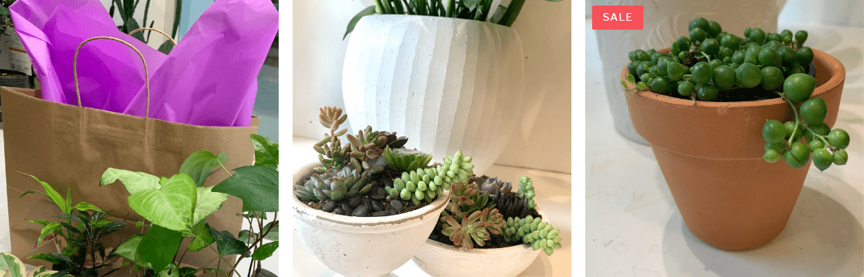 Glass Earth Plant Store