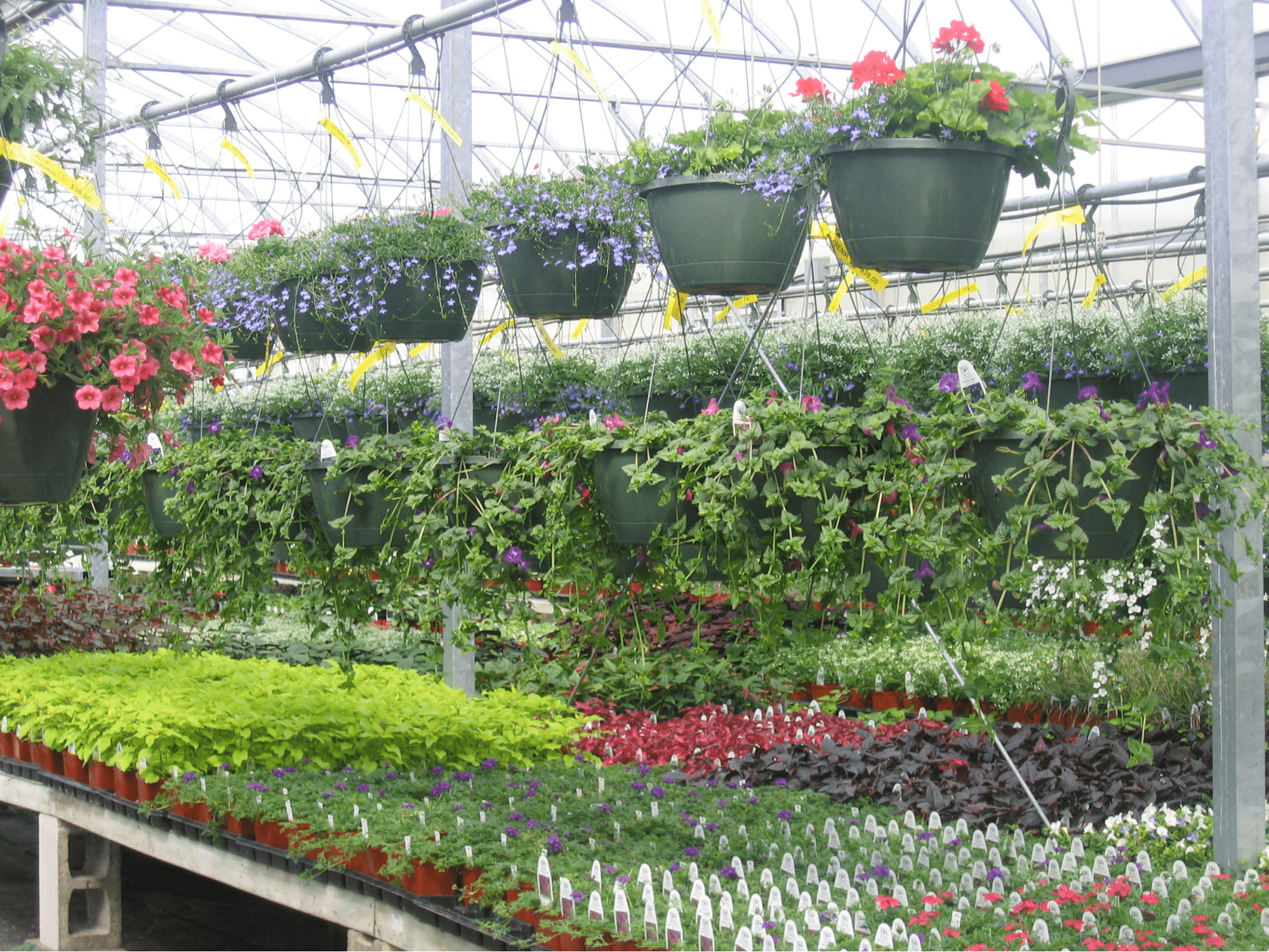 Arch Greenhouses' Nursery