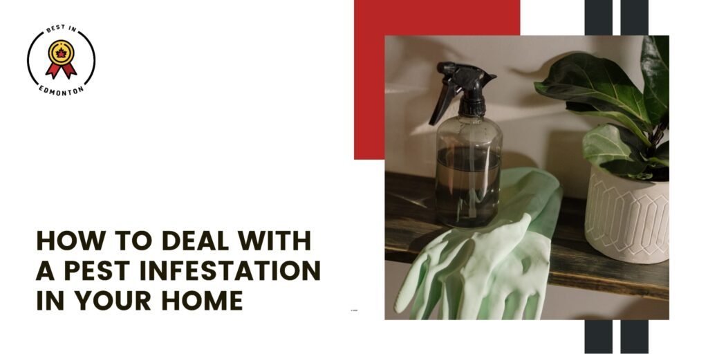 How to Deal with a Pest Infestation in Your Home