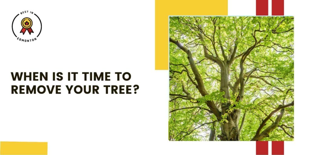 When is it time to remove your tree