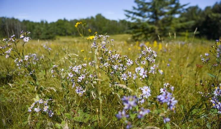 Bunchberry Meadows Outer Loop
