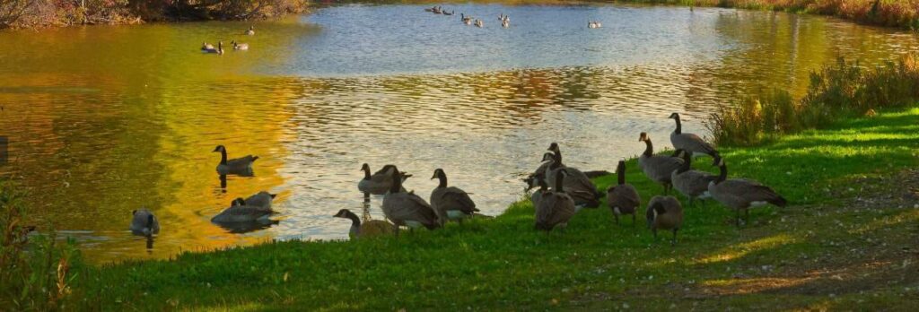 Have a family picnic at William Hawrelak Park