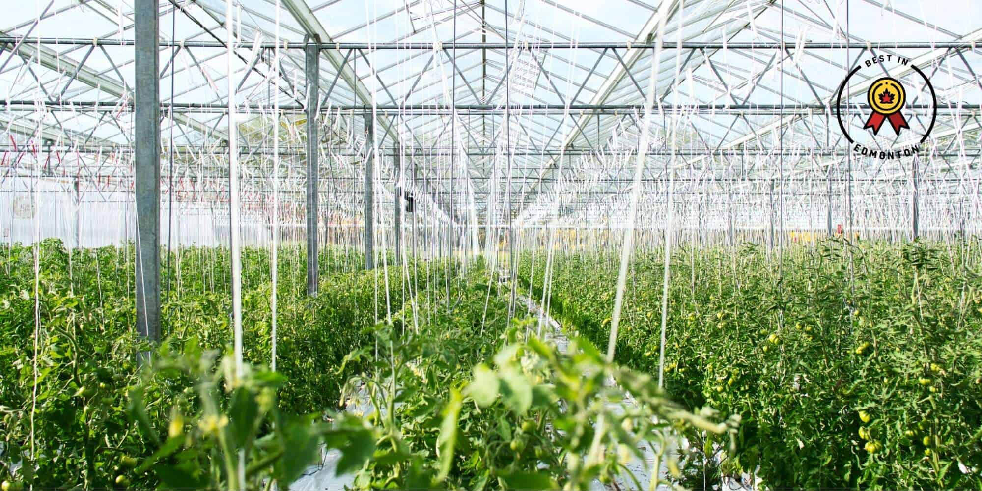 Top 5 Greenhouses in Edmonton