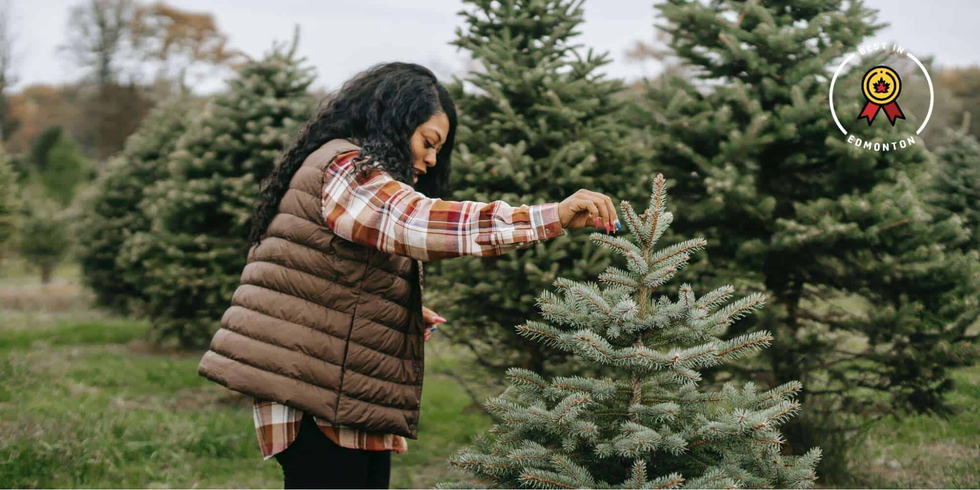 Where to Buy Real Christmas Trees in Edmonton