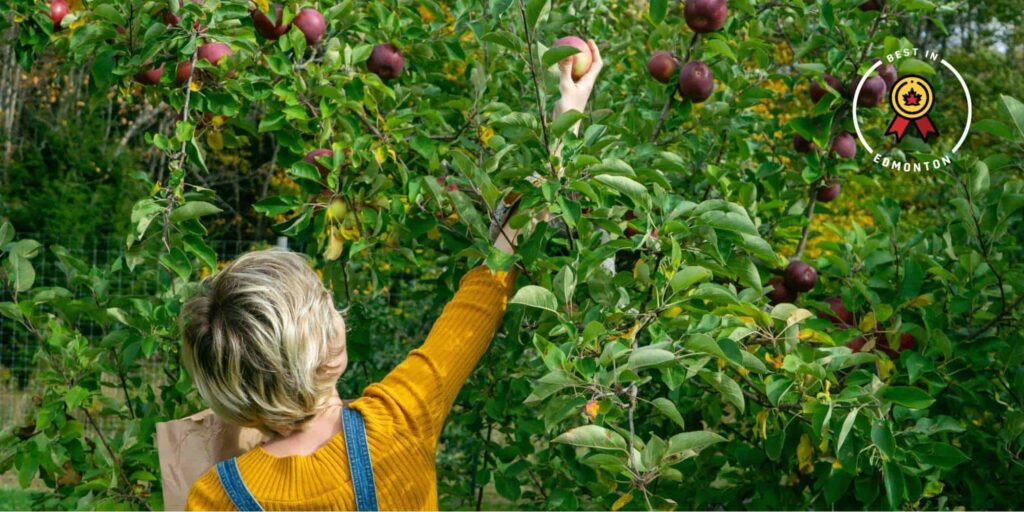 Where to Find U-Pick Farms in Edmonton