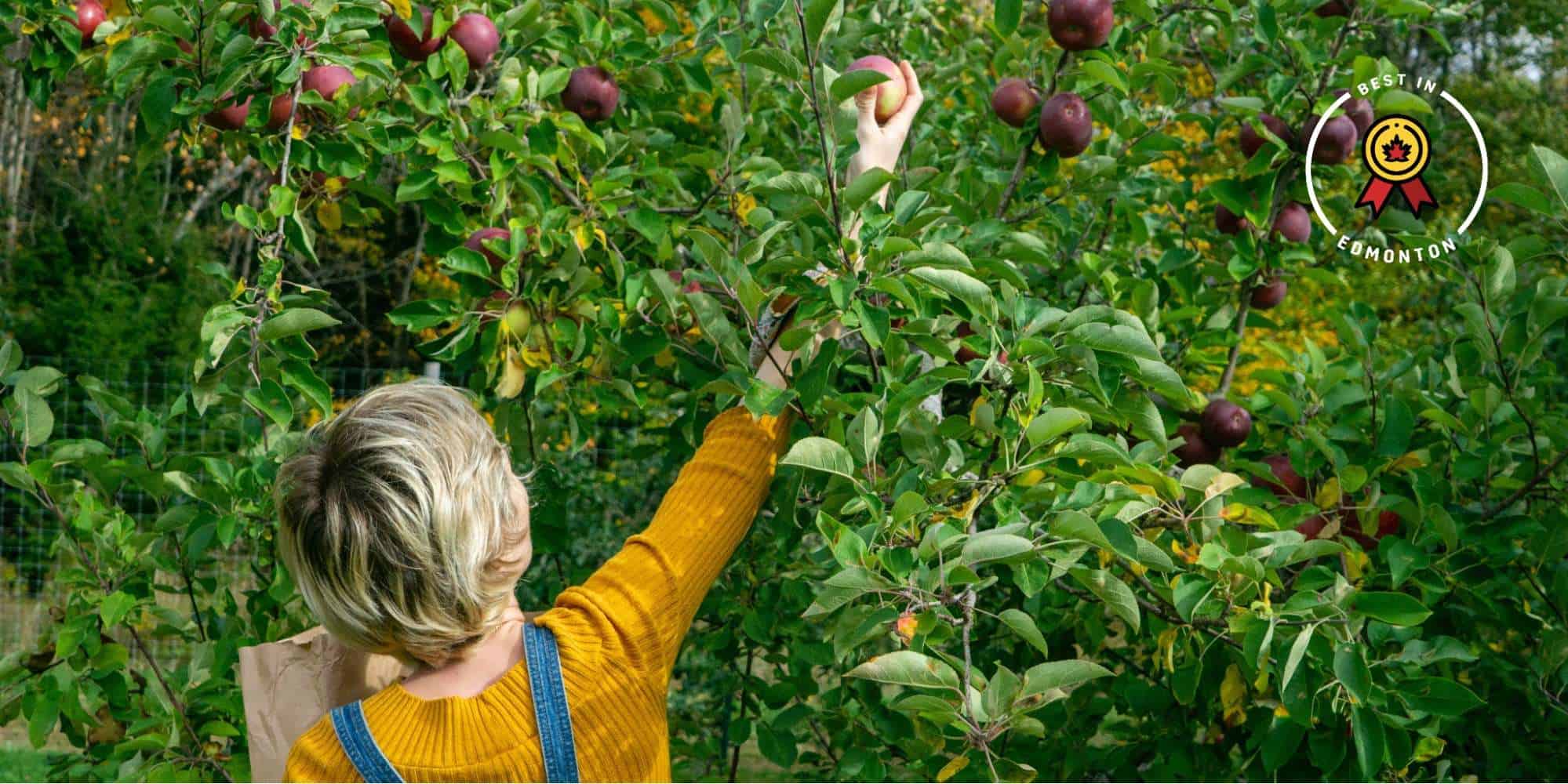 Where to Find U-Pick Farms in Edmonton