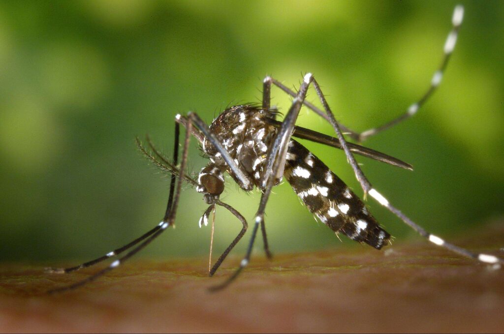 Edmonton can have a lot of mosquitoes