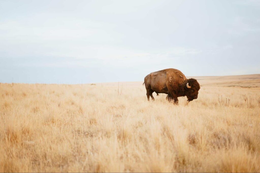 We’re home to the second-largest number of hoofed animals in the world