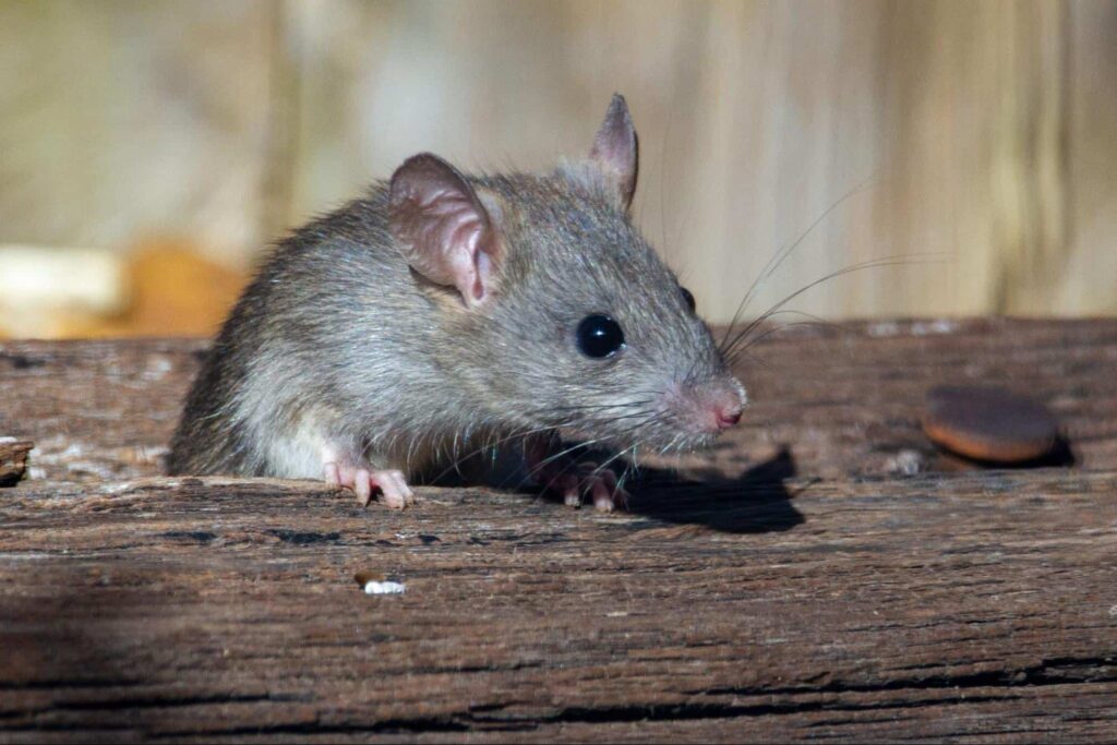 We’re rat-free!