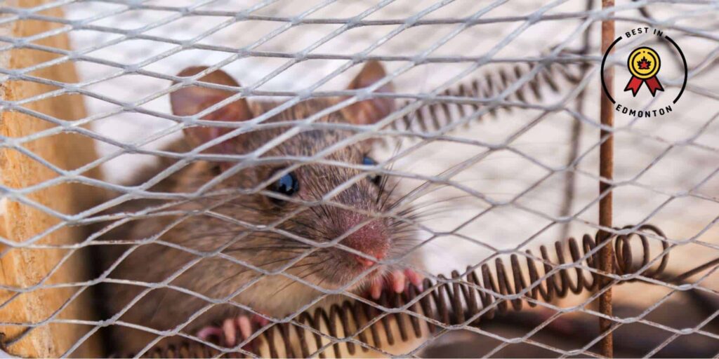 How does Edmonton, Alberta, stay rat-free