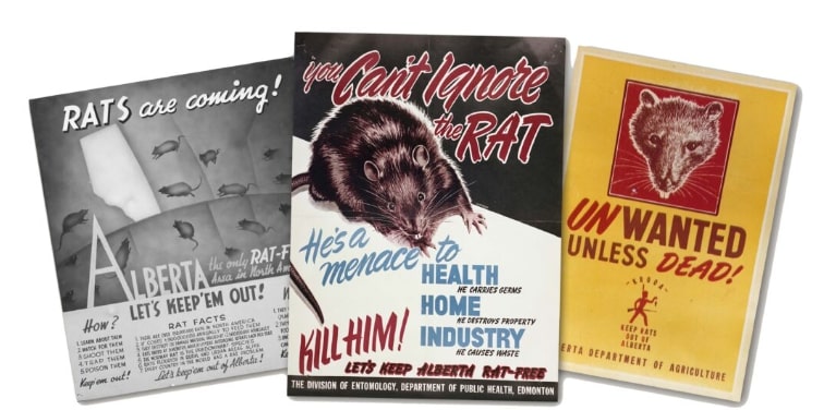 What is the history of rat control in Edmonton, Alberta