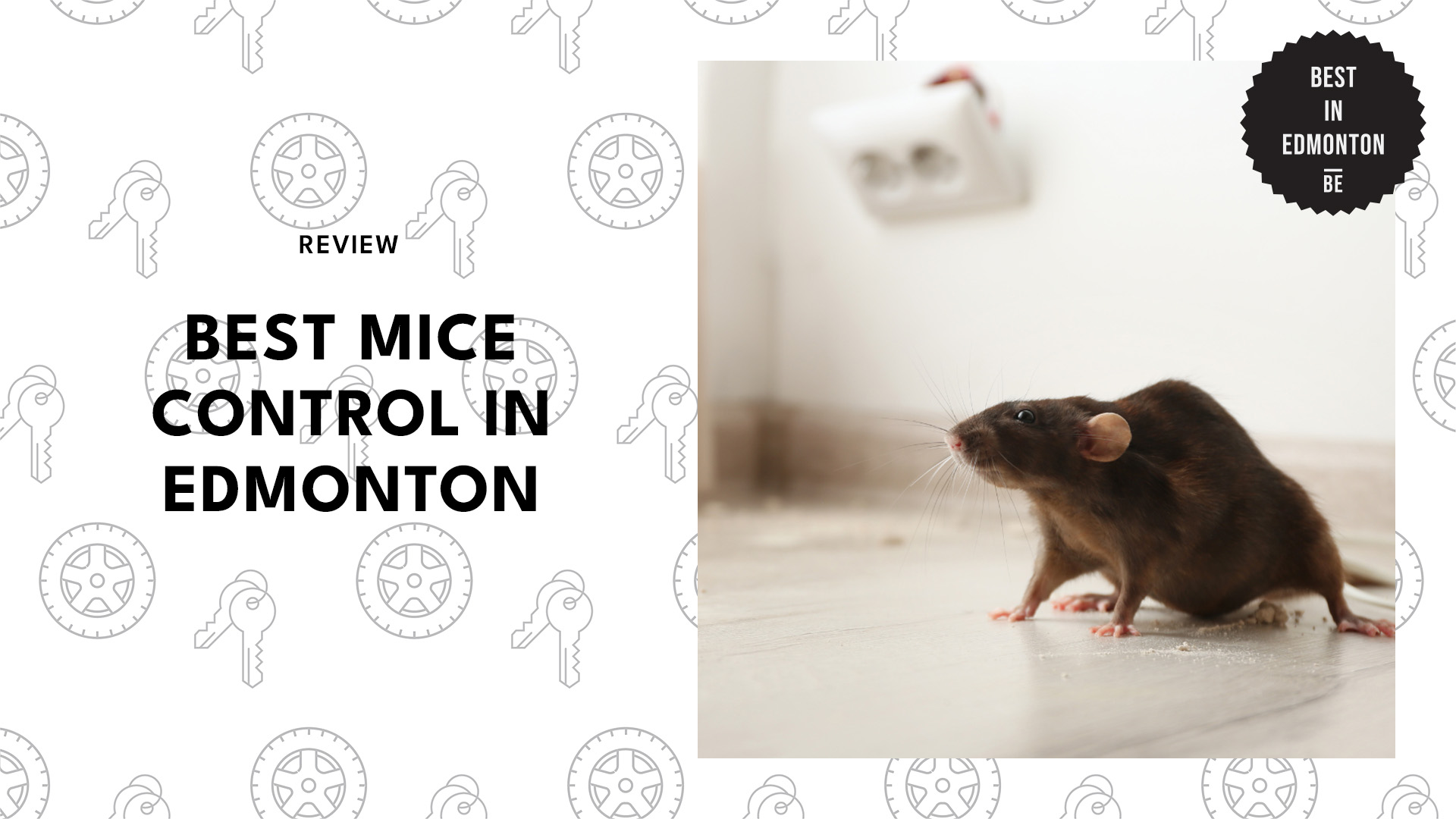 best-mice-control-edmonton