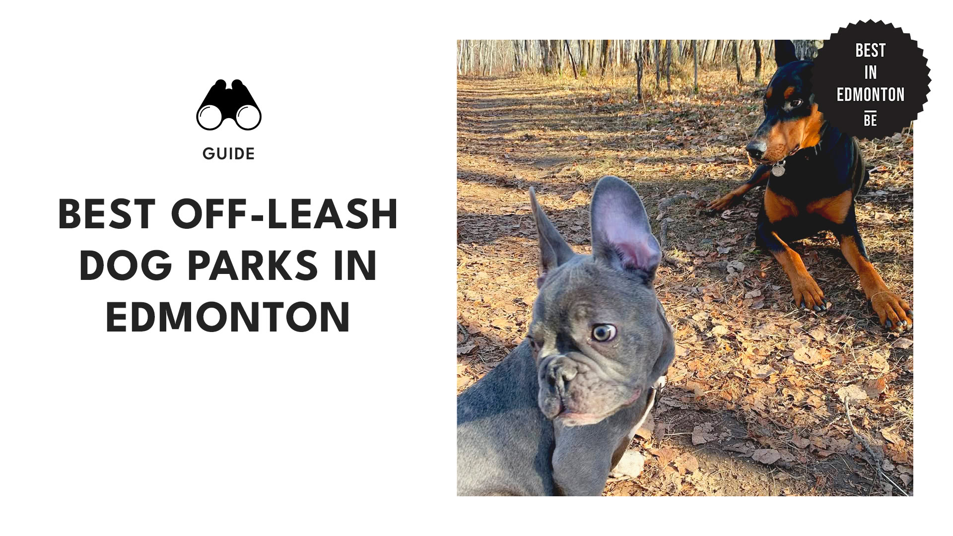 best-off-leash-dog-parks-edmonton-banner