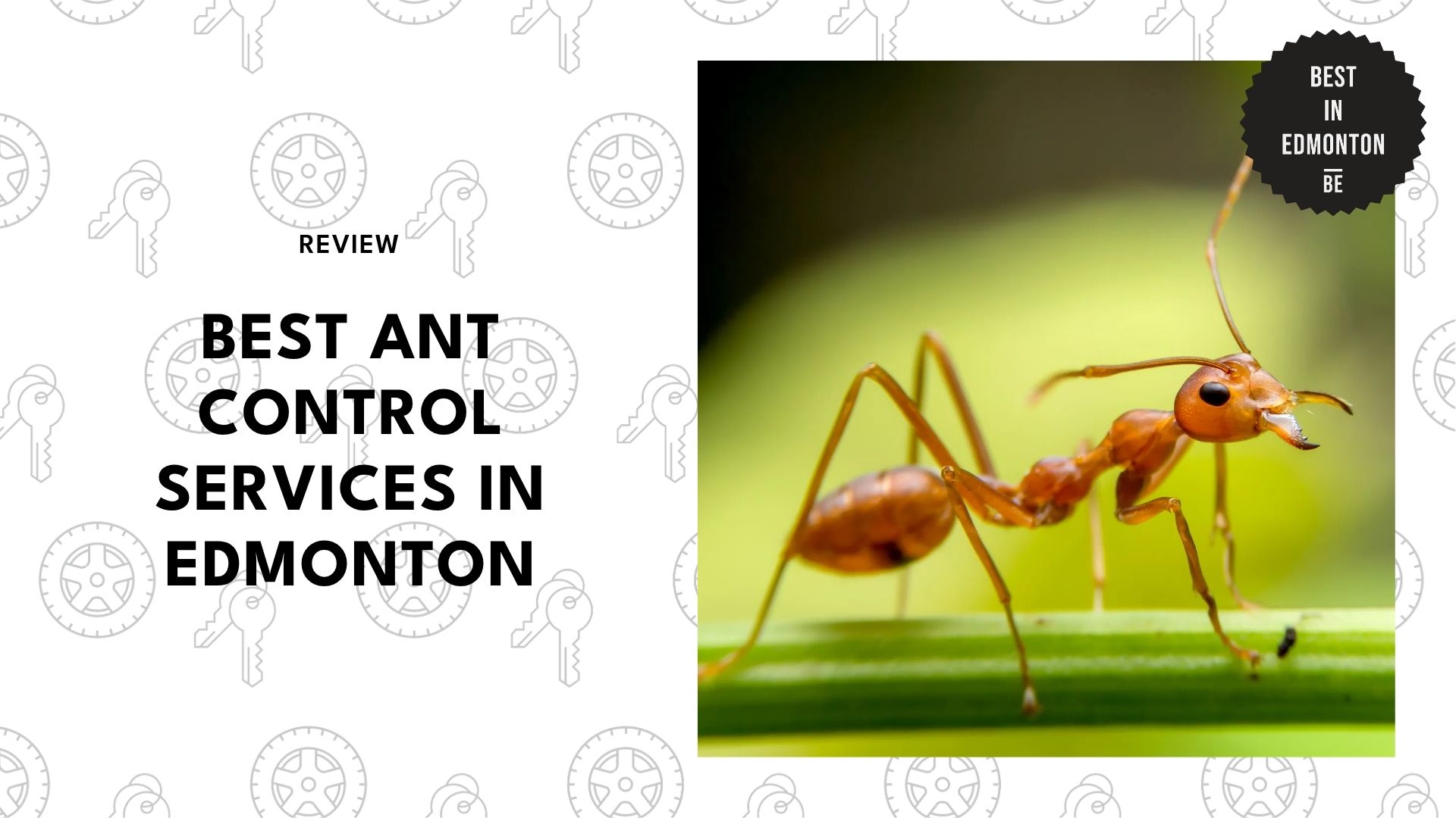 best-ant-control-edmonton